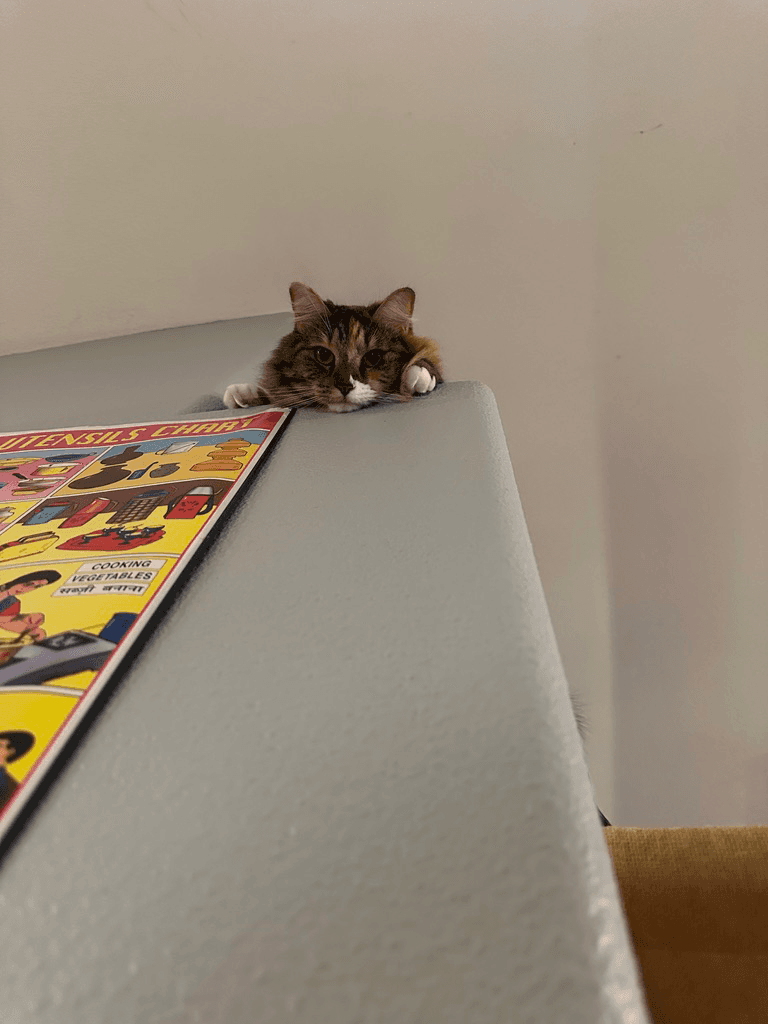 Papaya the cat